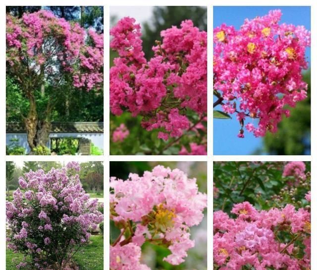  『适合』适合北方庭院栽的花木