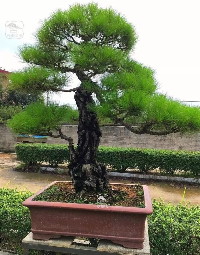 盆景大师都爱玩，山松会否成为下一个热点？