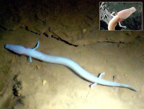  垂钓|娃娃鱼？江苏男子大河垂钓，钓起“金色四脚鱼”，网友：小恐龙