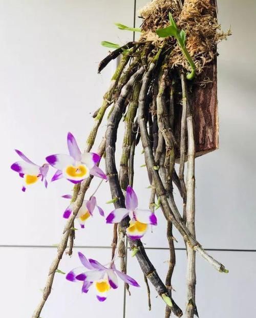 「图片作者」特神奇的花,绑在木头上也能活,一根枝能开20朵花!