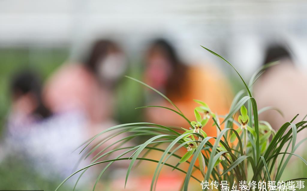  [步骤]养兰花，不论是高手还是新手，两个步骤不可或缺