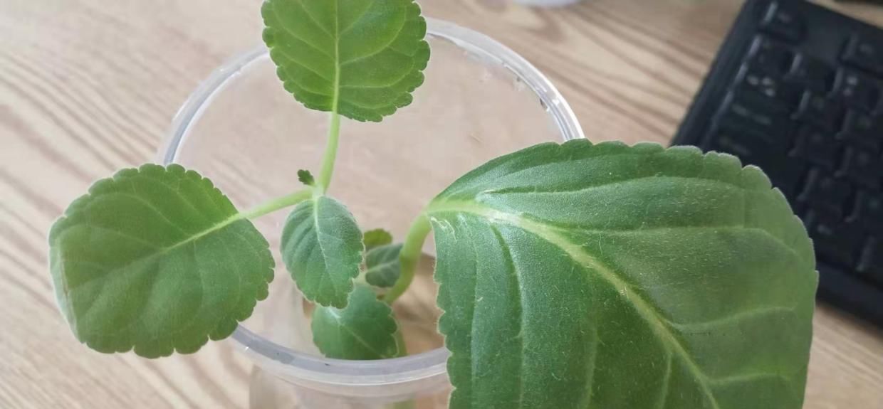  [枝条]徒长的枝条别浪费，栽土里就活，一周生根赚大了！