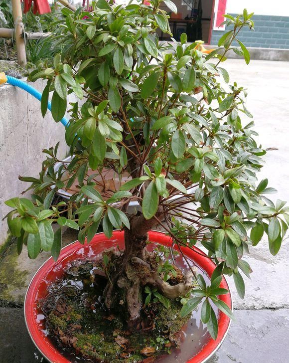  [养不活]杜鹃花养不活，开花少问题多，保证3个基本点，杜鹃花也能爆盆