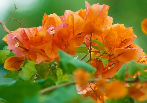  溢满■这些花朵养护简单易爆盆，养在客厅里，清香溢满屋