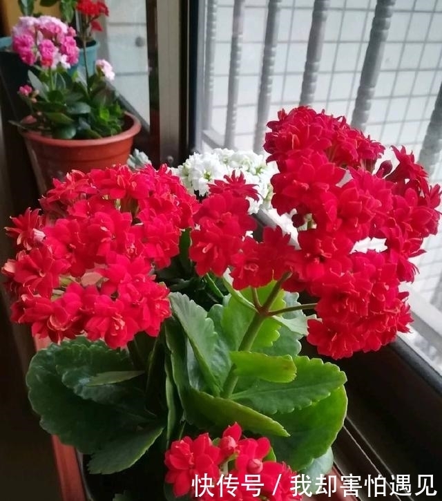 『漂亮』玉树长寿花是一对好搭档,将两者嫁接,开花量大花朵更漂亮