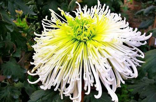  『高端』喜欢菊花，不如养“高端玫瑰”莱克夫人，小家碧玉，优雅高贵