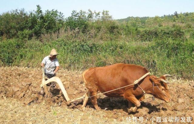  观念■俗语“有千斤猪，没有千斤牛”怎样理解？跟过去的生活观