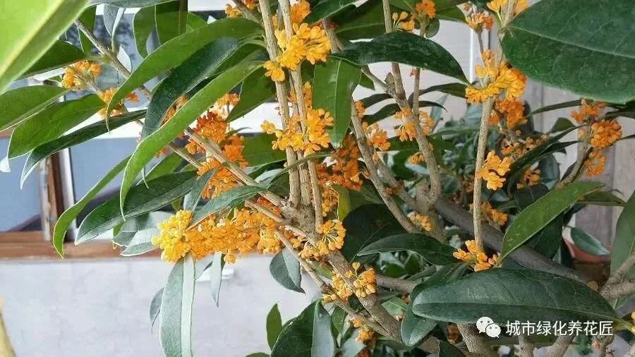  【新叶】桂花枝条光秃秃不长新叶又开花？做到2点新芽撑撑长，摘花不能少