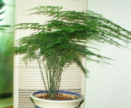 『吸毒草』乡间趣事!这4种花,叶片绿油油,看着就舒心,养家中还能净空气、吸甲醛