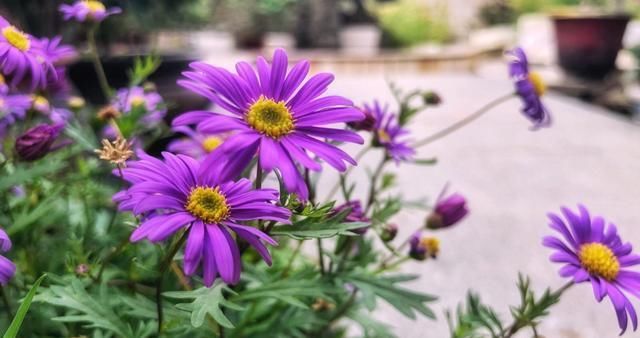  顽强：3种花适合养在阳台，吊起来养更加漂亮，生命顽强能爆盆，美极了