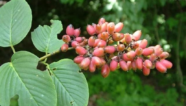  见到@农村见到这种树，一定要重视，内部含“黄金”，树根最值钱！