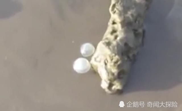 巴西沙滩现身巨型珍珠？游客准备捡走却被劝阻，得知真相后懵了