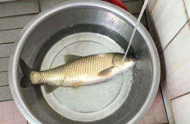「好玩」野钓就是好玩,每次都能破记录,一条鱼爆护的感觉实在太爽了!