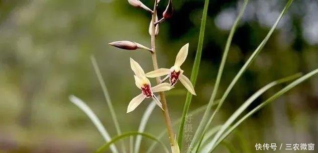 蚜虫:正在开花的蕙兰,需要注意这三点