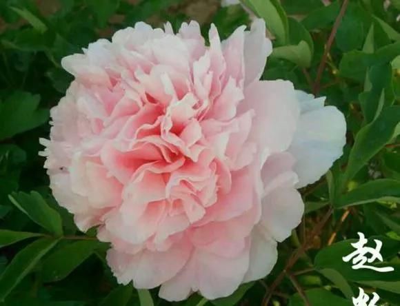  『牡丹』芍药和牡丹的区别图,看懂图就能轻松区分出来!