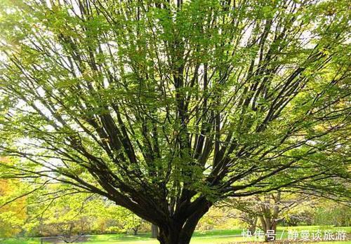  「堪称」中国最珍贵的树，全世界只此一株价值连城，堪称“国宝