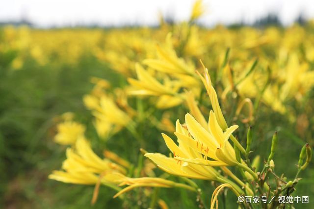  【闻早冠】诗说黄花菜：忘忧草，含笑花，劝君闻早冠宜挂