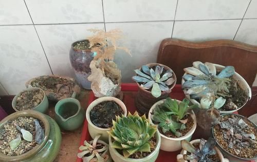  「浇错」5种花就怕乱浇水,浇错了不是黄叶就是烂根,更别指望开花了!