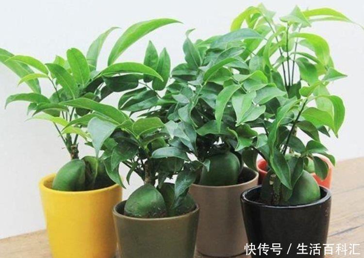  发财树@阳台养花，不妨养这4款植物，好养易爆盆，旺运又招财