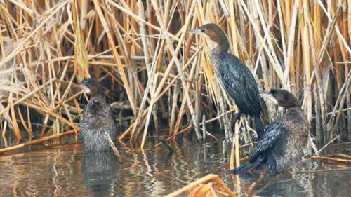 侏鸬鹚——又一个鸟类东扩证据
