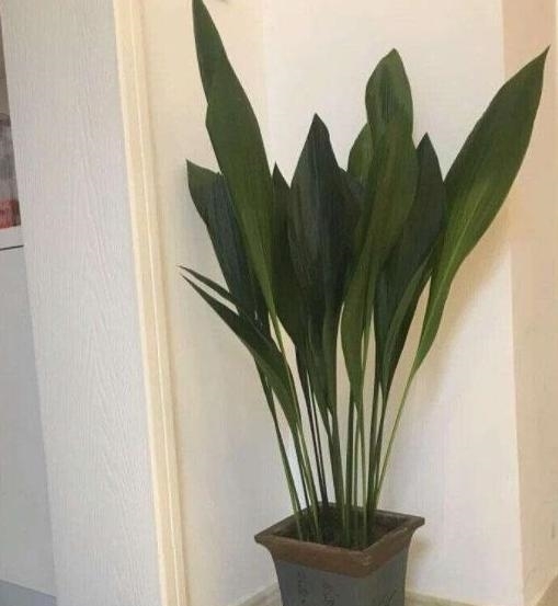  【舒适】卫生间''除异味''大招：放置3种绿植除臭，居家环境更舒适