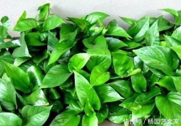  「很烦」“病毒”很烦的几种花，有利家人身体健康，养99盆都不嫌多！