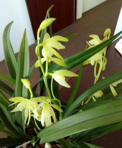  「便宜」最“便宜”的兰花，花色纯洁无暇，香味浓厚醇正，每年开花3次
