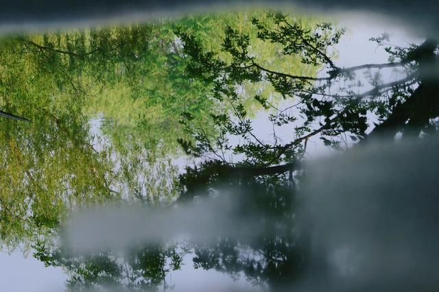  [鲜花]实拍：美丽鲜花中的星头啄木鸟（图）