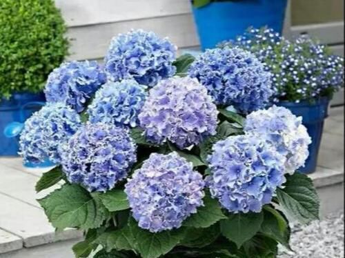  「一大」选购绣球花？只选对的，不买贵的，4步走捷径，小苗开花一大簇