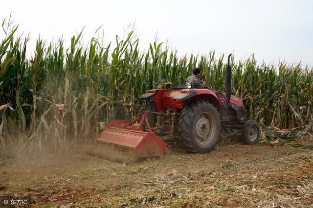 2019年玉米价格会如何发展？能否上涨到一元一斤？看完心里有数了