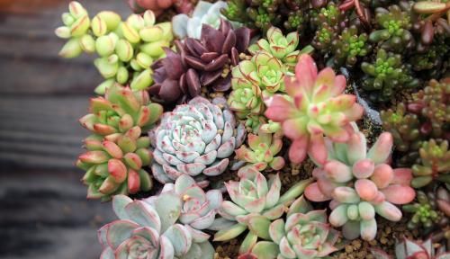  「植物」养多肉植物盆里掺点它，小多肉蹭蹭长不停，盆都撑破了！