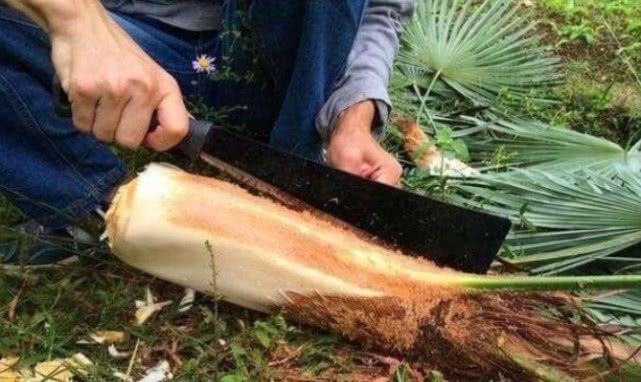 农村正在消失的7种“野味”，如今越来越少了，图6一捡就是一窝