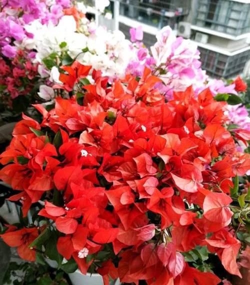 【花养】花养不活,多数浇水导致,3个“基本点”做好了,花数量翻2倍