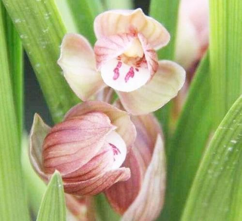 #艳丽#曾千金一苗的兰花,现在白菜价,花色艳丽,大刘海舌,性价比高。