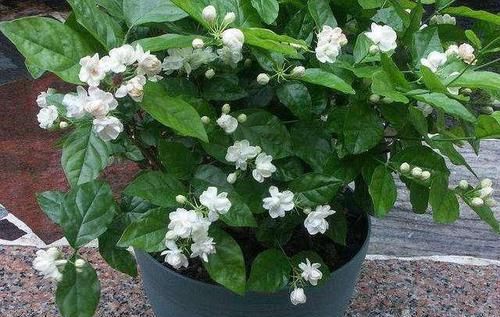  『枝干』掌握这3种方法，茉莉花扦插出好几盆，年年开花满屋飘香！