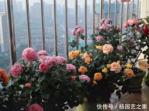  「门道」阳台上养花讲门道，4个“雷区”要绕开，否则容易破坏整体格局