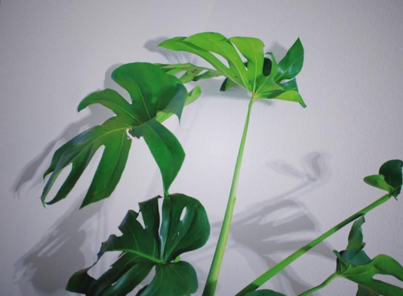  「耐阴」卫生间种花，后果很严重，上厕所都没地方！