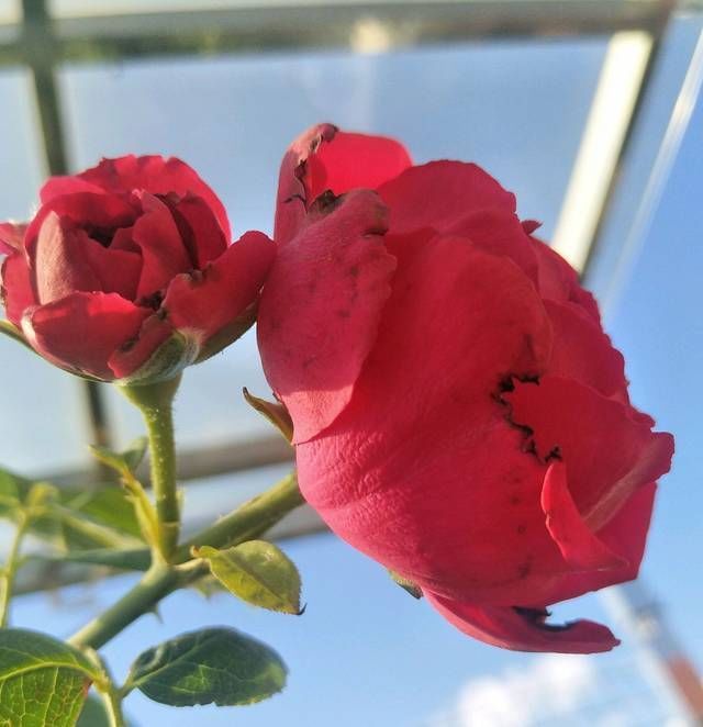 『红龙』红龙月季花苞总是有黑斑就是不绽放是怎么回事3个原因不能忽视