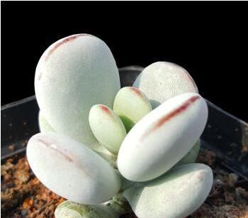  『家里』家里阳台种这些花朵，吊在阳台开花成瀑布，分分钟美爆，绚丽多彩