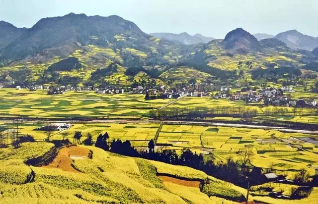 中国最美的油菜花海,油菜花逐渐“染黄”了神州大地