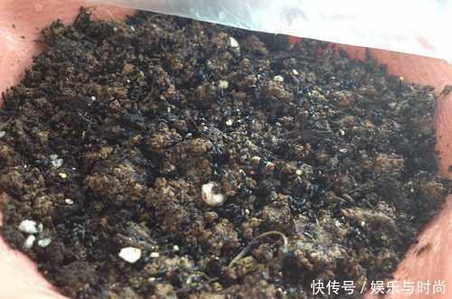  『花钱买』还在花钱买盆栽用半个火龙果，就可以种出这么漂亮的盆栽绿植！