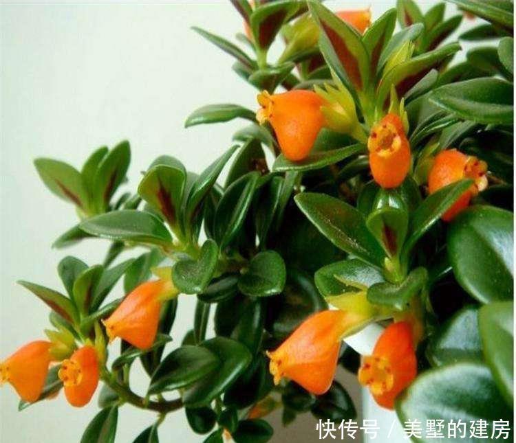 #枯萎#花卉种植技术:观赏花卉金鱼吊兰怎么种植,花苞干掉枯萎怎么办?