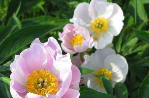  「人点」花卉与我们的生活有什么联系？看完让人点赞！