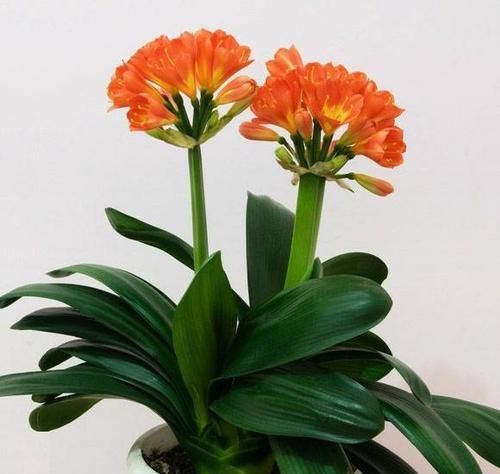  营养：君子兰5年不开花？今年做好这“3点”，花芽蹭蹭冒，花朵鲜艳！