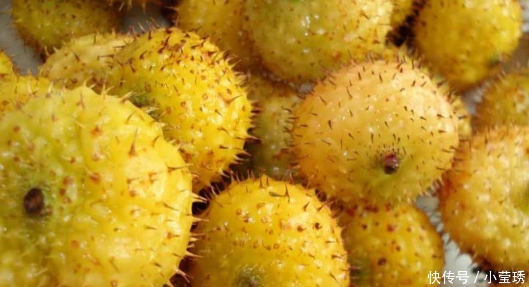 农民说它是“维生素C之王” 集市上卖几十块一斤, 我是第一次见