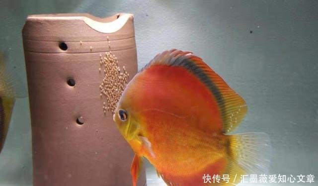  #烦恼#家庭养鱼最大的乐趣是繁殖成功，最大的烦恼是成功繁殖后