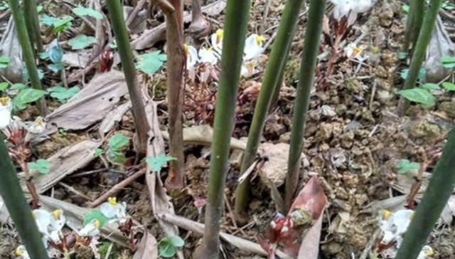  地面|在山沟里，1种野果像“杨梅”，果子却在地面生长，珍贵、
