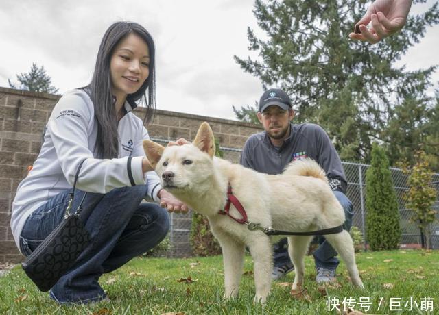  品种@撞脸柴犬的珍岛犬，却是韩国的国宝犬种，但它们并不适合新手饲养