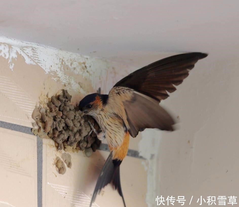  屋檐@农村人屋檐下的燕子窝, 千万不要把扔了, 留着有大用途!