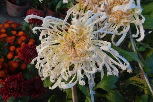  『珍品』喜欢菊花，不如养盆“菊中珍品”复色毛刺，花团锦簇，婀娜多姿！